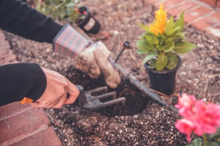 Transporte de plantas: cómo hacer que tus plantas sobrevivan a la mudanza Transporte de plantas: cómo hacer que tus plantas sobrevivan a la mudanza