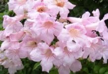 ¿Cómo cuidar tu arbusto de Pandora para que crezca sano? Arbusto de Pandora