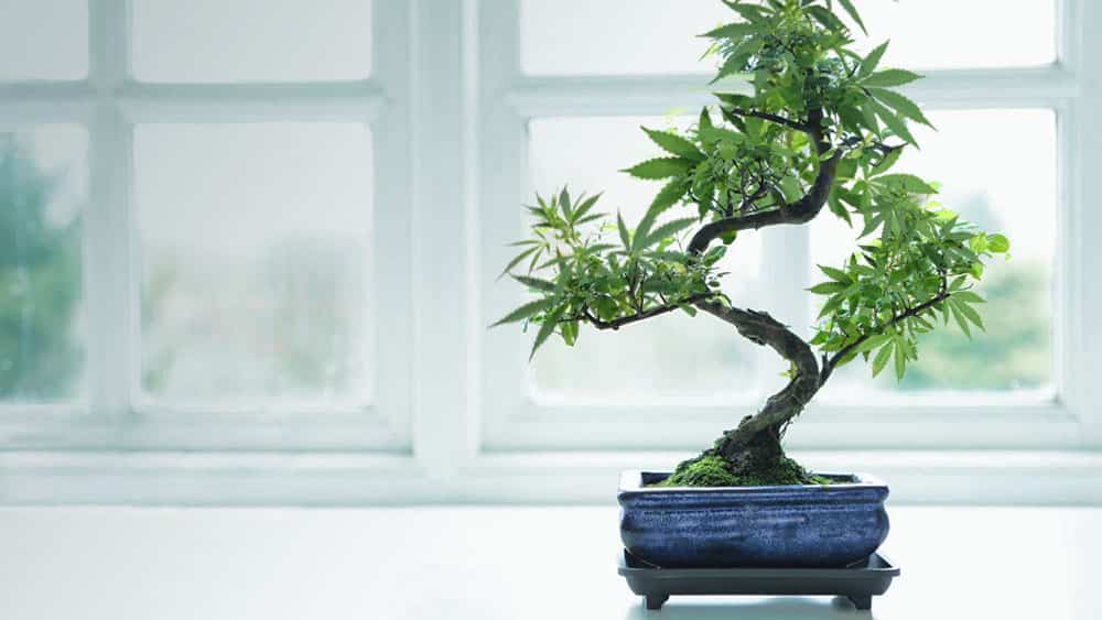 cómo cuidar a los bonsáis