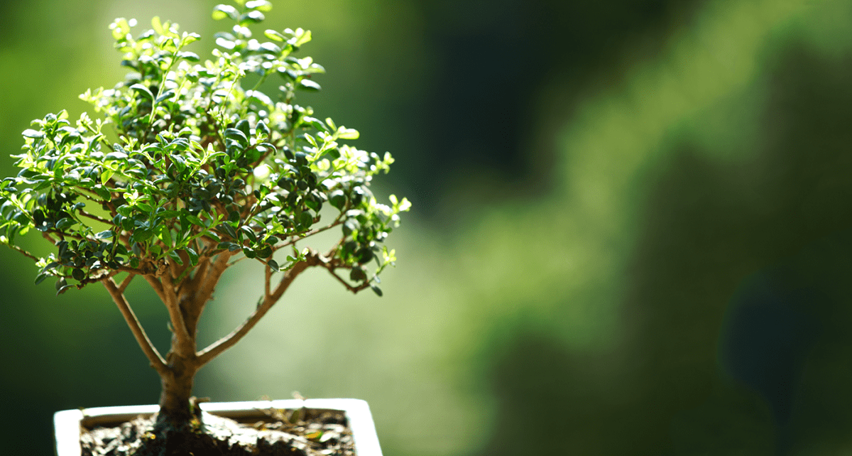 cómo cuidar a los bonsáis