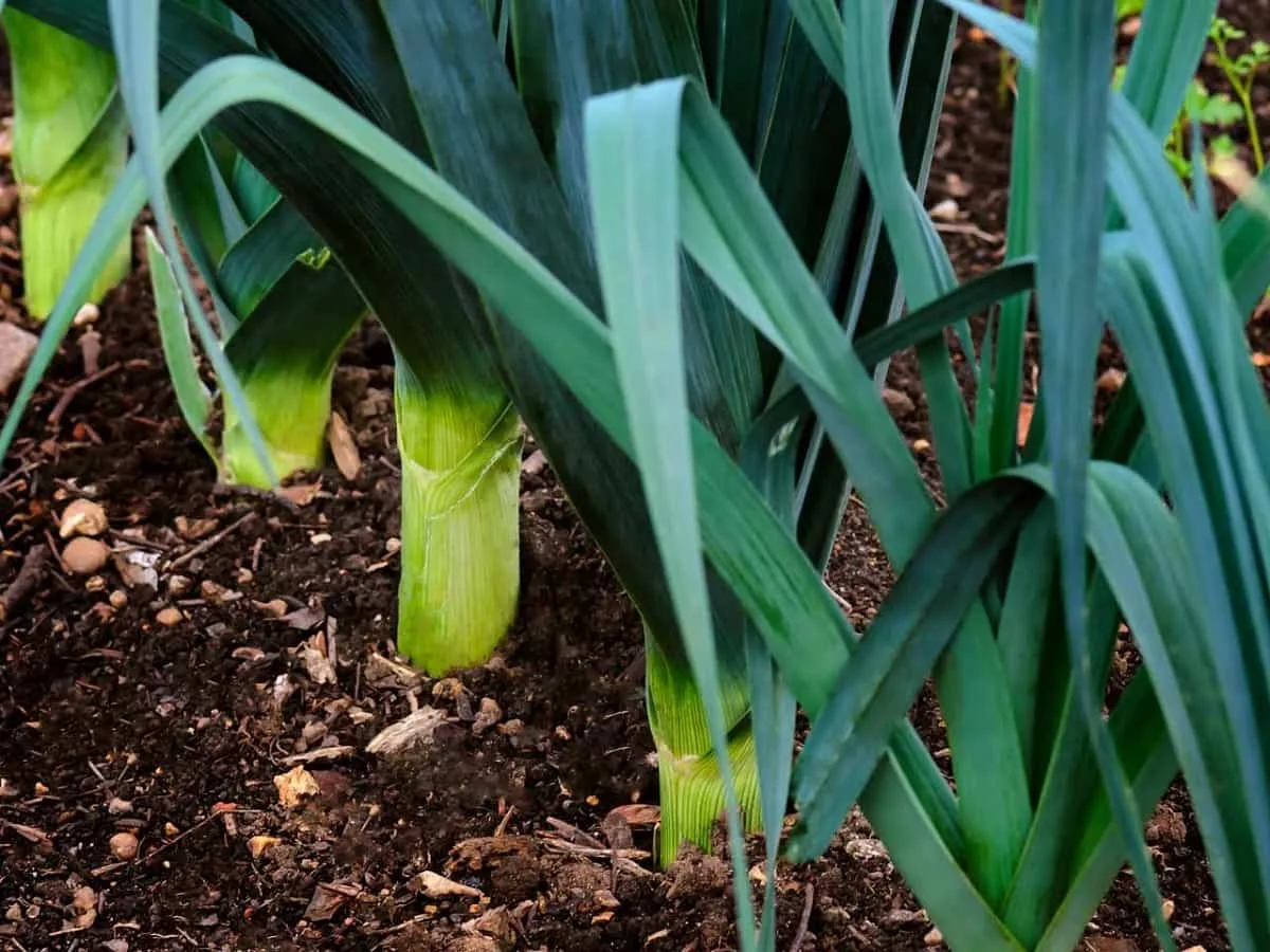 Estupendas plantas para cultivar en invierno 3 plantas para cultivar en invierno