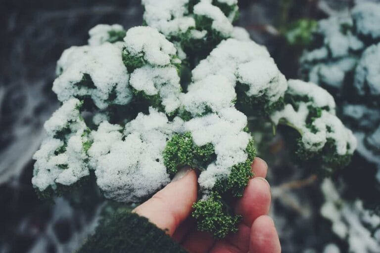Estupendas plantas para cultivar en invierno Estupendas plantas para cultivar en invierno