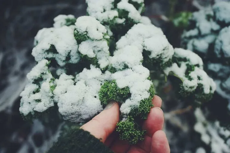 Estupendas plantas para cultivar en invierno