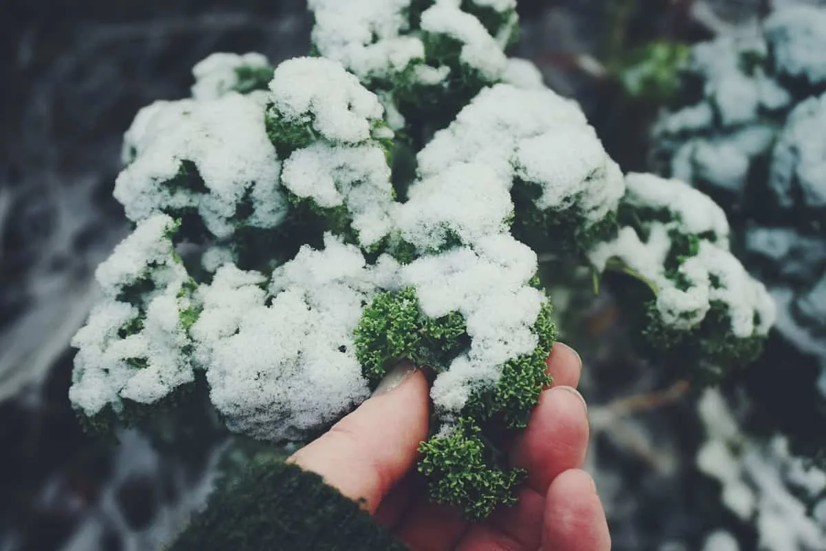 Estupendas plantas para cultivar en invierno 4 plantas para cultivar en invierno