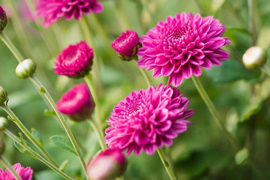 flores para regalar