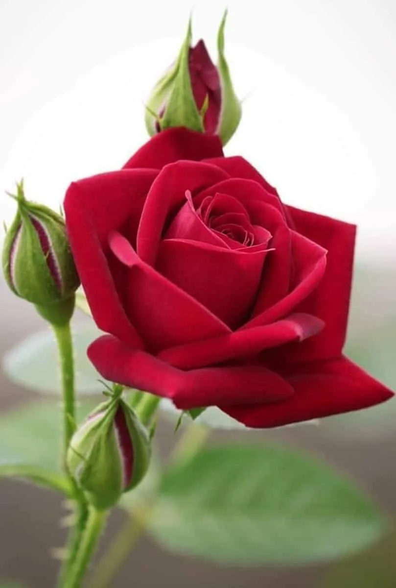  flores para regalar