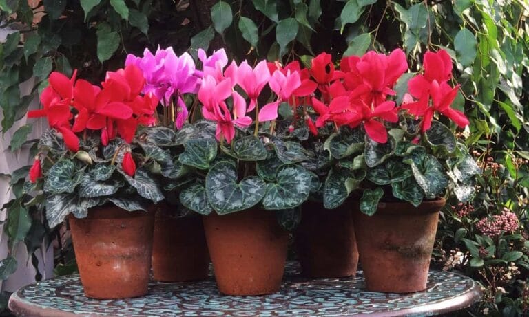 Las mejores plantas para decorar en enero
