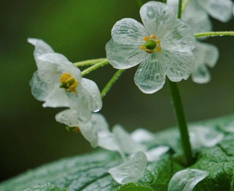 Algunas curiosidades sobre las plantas, flores y árboles Algunas curiosidades sobre las plantas, flores y árboles