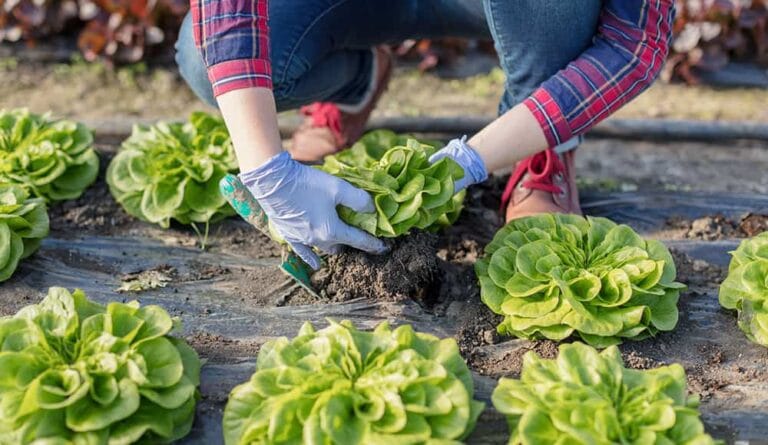 ¿Qué hortalizas puedes plantar en la sombra para dar vida a tu huerto? ¿Qué hortalizas puedes plantar en la sombra para dar vida a tu huerto?
