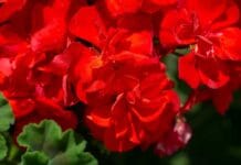 Consejos para el cuidado de tus geranios esta primavera