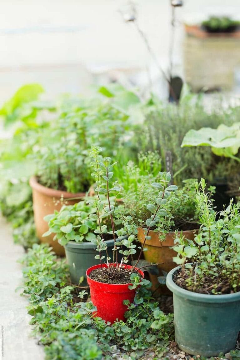 Consejos útiles para empezar tu huerto de plantas aromáticas Consejos útiles para empezar tu huerto de plantas aromáticas