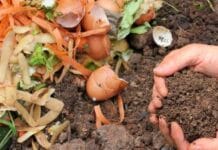 Formas de hacer abono casero para tus plantas abono casero