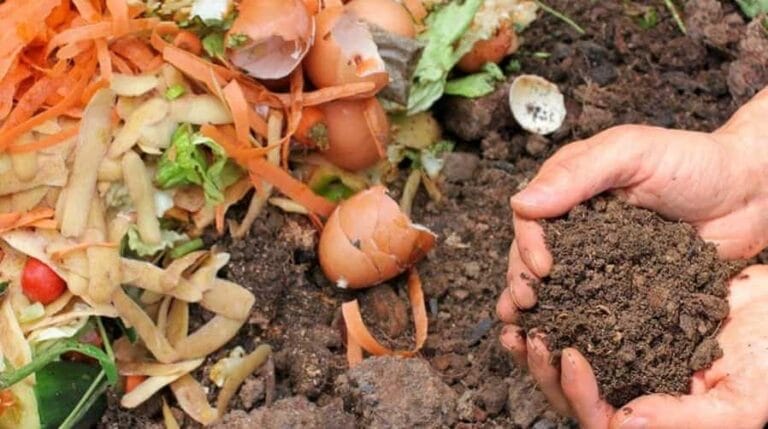 Formas de hacer abono casero para tus plantas Formas de hacer abono casero para tus plantas