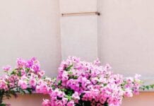 Las mejores plantas para cultivar en maceta cultivar en maceta