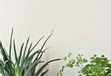 Ideas hermosas para decorar las macetas decorar las macetas