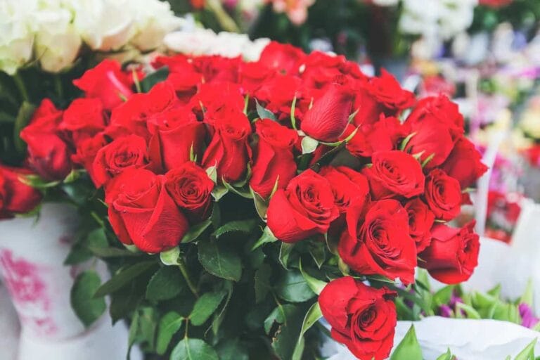 6 tips para conservar durante más tiempo un ramo de rosas 6 tips para conservar durante más tiempo un ramo de rosas