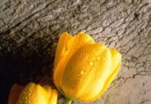 El significado de los colores de los tulipanes significado de los colores