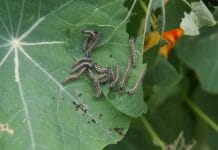 Diccionario de plagas curiosas para identificar al enemigo