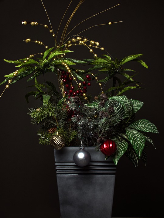 Plantas para decorar en Navidad