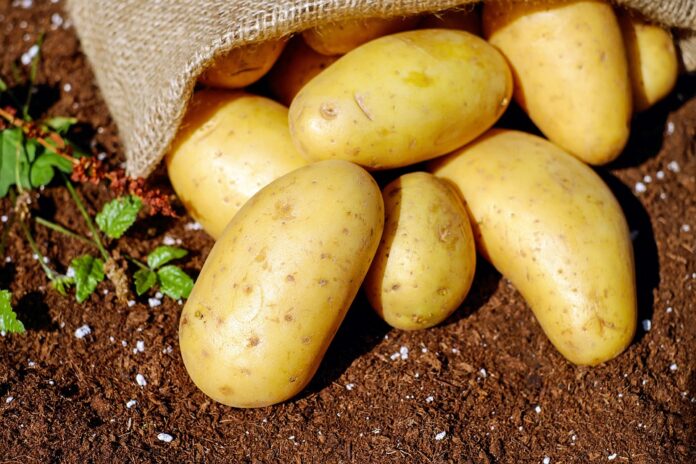 cultivar hortalizas