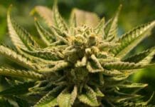 Cómo plantar marihuana y legalmente en España