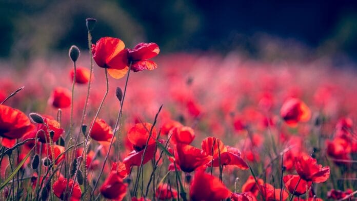 Flores de color rojo