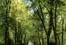 Los parques mejoran nuestra salud, pero no todas las personas pueden disfrutarlos por igual