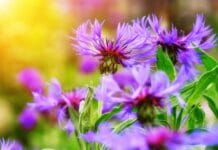 Flores moradas con la que decorar todos tus espacios Flores moradas