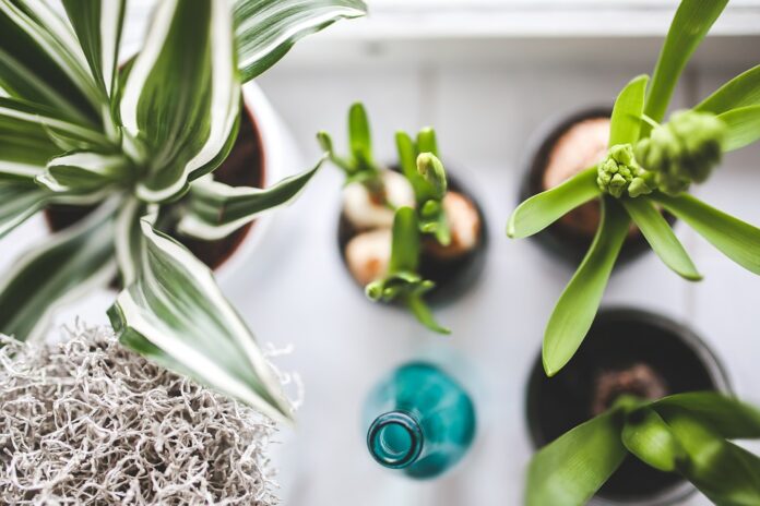 Flores para cultivar dentro de casa