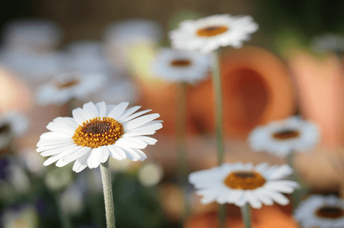 flores para el dia del padre