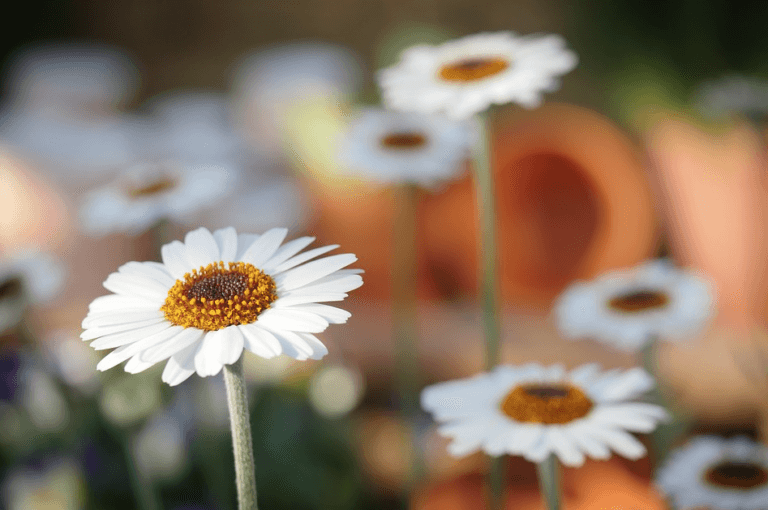 Día del Padre: Tres plantas para regalar que encierran un poderoso significado