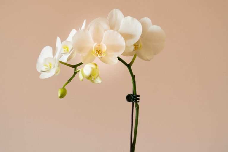 Las orquídeas vuelven a estar de moda ¿sabes cómo cuidarlas?
