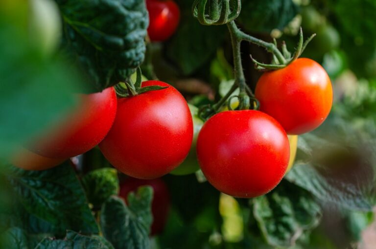 ¿Cómo cultivar tomate ecológico?