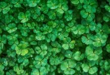 Consejos y métodos para el control de malezas control de malezas