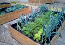 Calendario del huerto: qué plantar en junio Huerto urbano