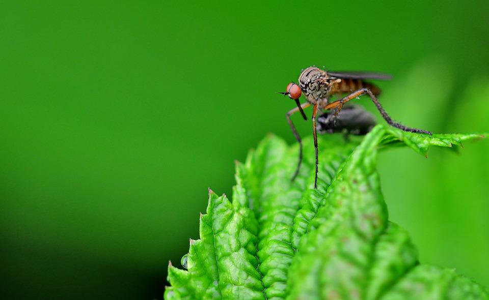 Plantas antimosquitos para el verano 5 Plantas antimosquitos