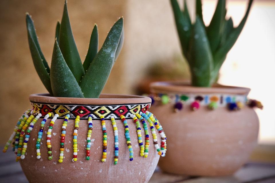 Los mejores tipos de plantas para terrazas 5 Tipos de plantas