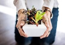 Tips para cuidar las plantas de interior plantas de interior