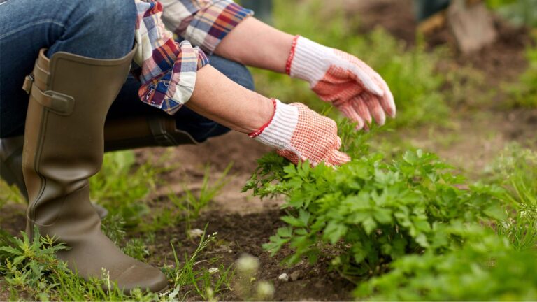 10 trucos para crear un jardín de bajo mantenimiento