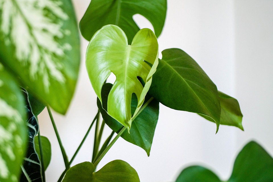 Los mejores consejos para plantas que harán que estén preciosas 5 Consejos para plantas
