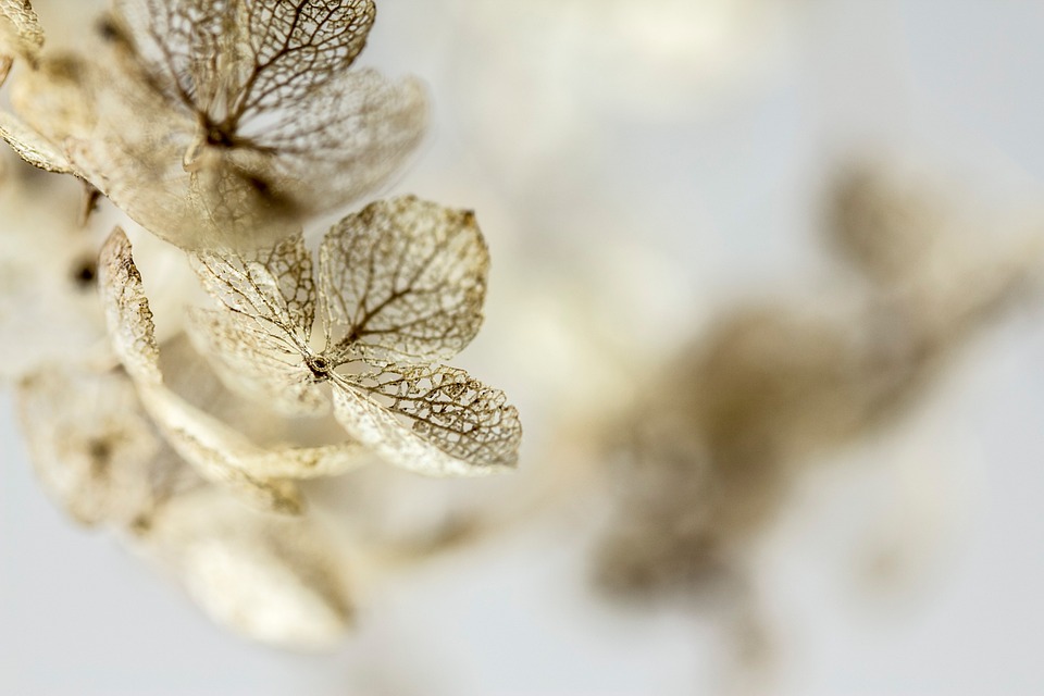 Ideas para decorar la casa con flores secas 3 flores secas