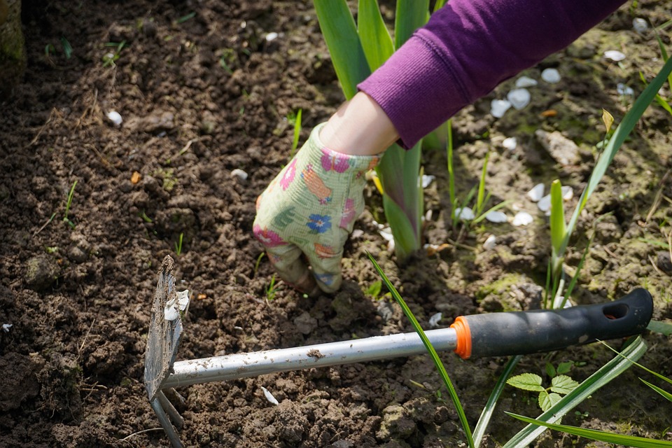 ¿Cómo eliminar las malezas en el jardín? 3 malezas en el jardín