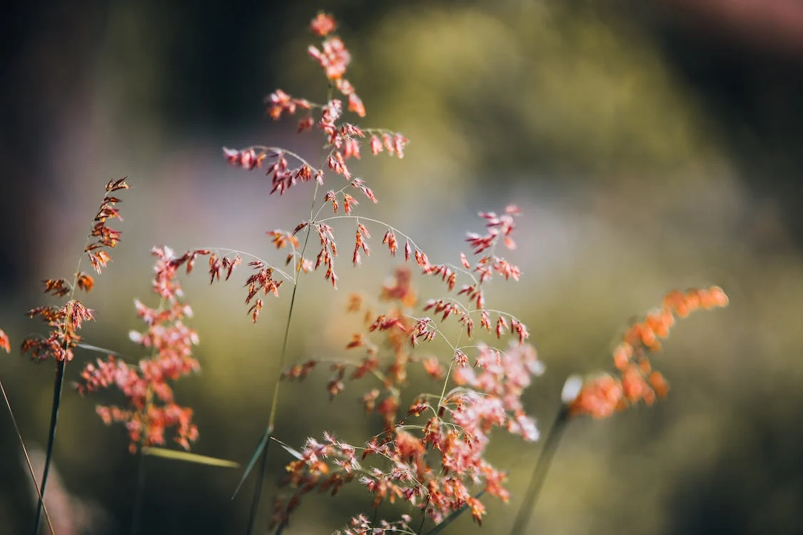 ¿Cómo eliminar las malezas en el jardín? 5 malezas en el jardín