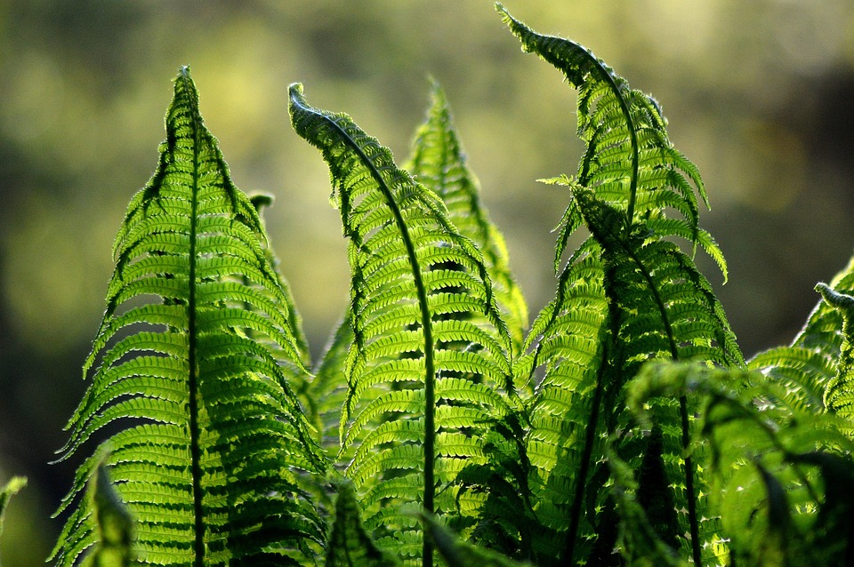 Cómo mantener tu jardín verde y saludable todo el año 5 jardín verde
