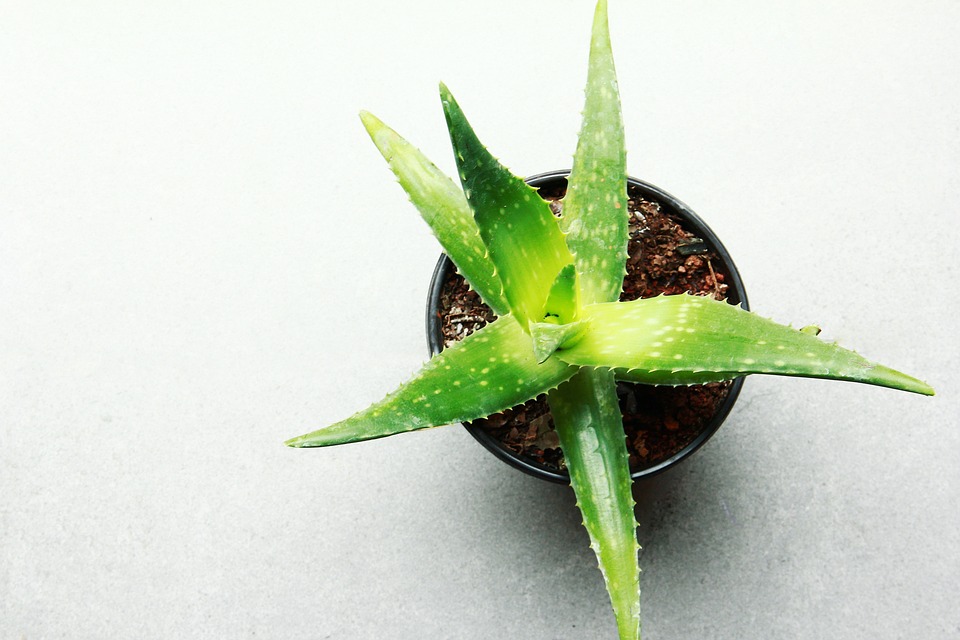 Decorar con plantas: Ideas para añadir vida a tu hogar 7 Decorar con plantas