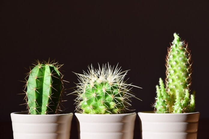 Decorar con plantas