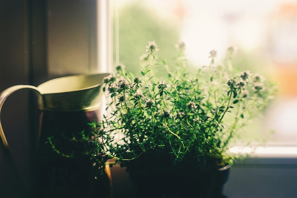 Decorar con plantas: Ideas para añadir vida a tu hogar 3 Decorar con plantas