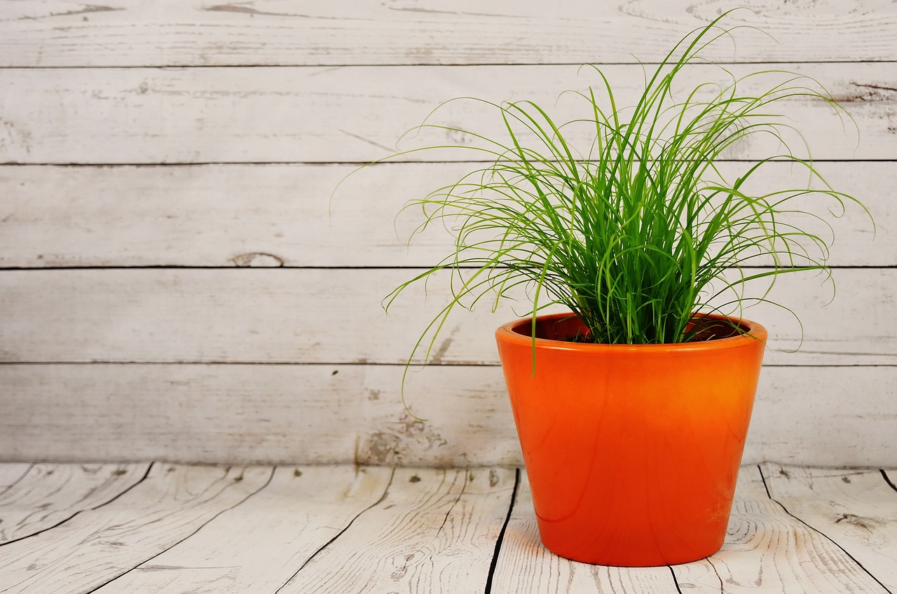 Los 10 errores más comunes que cometemos al cuidar las plantas (y cómo solucionarlos) 13 cuidar las plantas