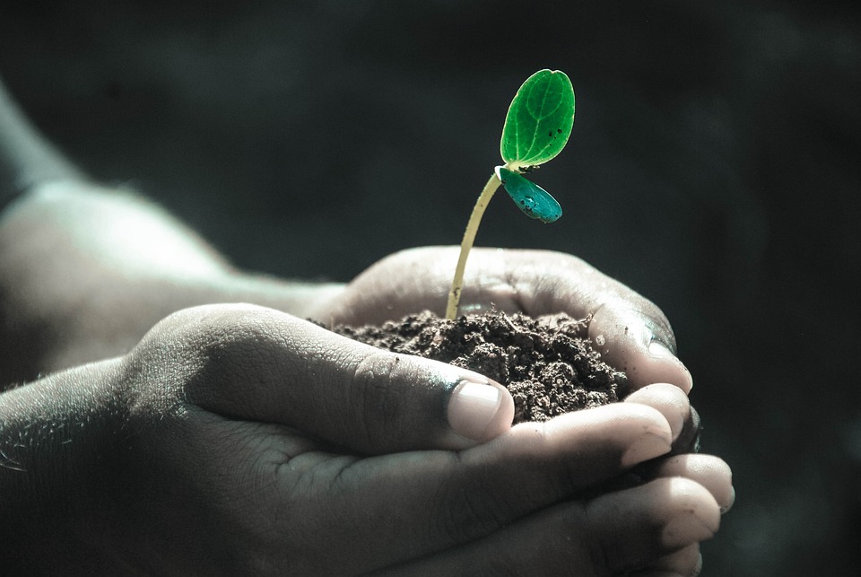 Los 10 errores más comunes que cometemos al cuidar las plantas (y cómo solucionarlos) 6 cuidar las plantas