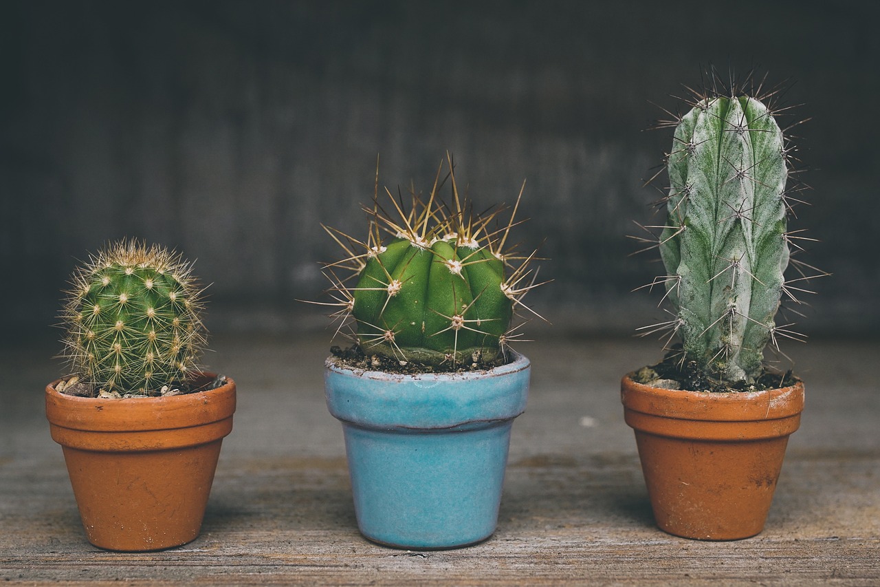 Los 10 errores más comunes que cometemos al cuidar las plantas (y cómo solucionarlos) 10 cuidar las plantas